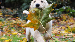 Good More 155 artfile