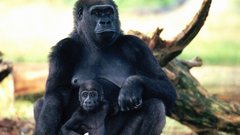 Gorilla and baby Animals