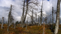 Gory sowie forestgory forest