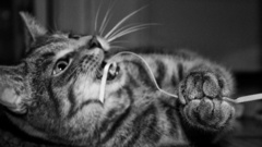 Grace high Resolution img