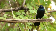 Grackle Trees Birds Animals