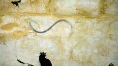 Graffiti banksy