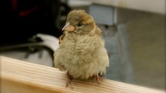 Graffiti Birds underground Berlin