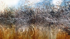 Graffiti urban line art