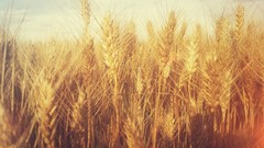 Grain