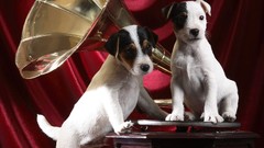 Gramophone Gramaphone Pups