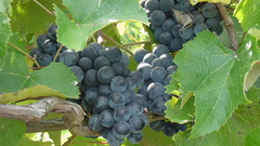 Grapes