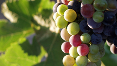 Grapes Food and Drinks