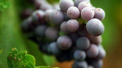 Grapes fruits