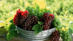 Grapes fruits