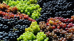 Grapes fruits multicolor