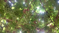 Grapes iran