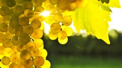 grapes sunlight macro leaves blurred Berries fruit Plants yellow