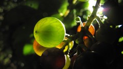 Grapes Vitamins fruits fresh strong