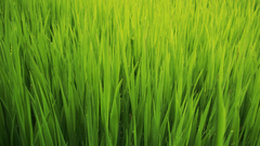 Grass