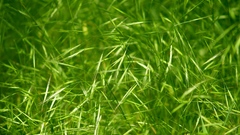 Grass