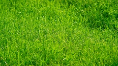 Grass