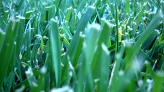 Grass