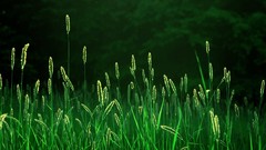 Grass