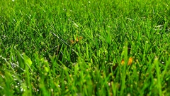 Grass