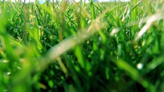 Grass
