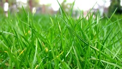Grass