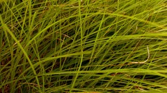 Grass