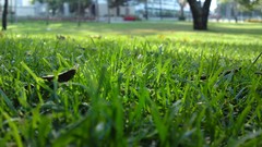 Grass