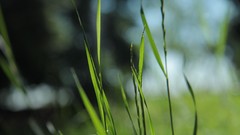 Grass