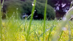 Grass