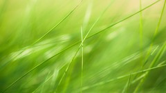 Grass