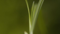 Grass