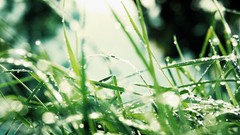 Grass