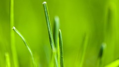 Grass android motorola