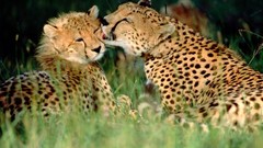 Grass Animals affection cheetahs Kenya baby animals