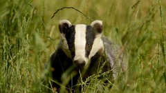 Grass Animals badgers racoon