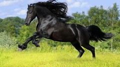Grass Animals black Horses