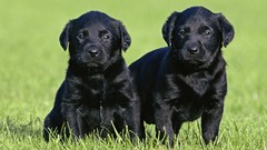 Grass Animals black Puppies