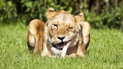 Grass Animals Bones Lions eating feline