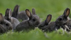 Grass Animals Bunnies
