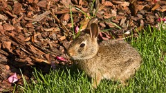 Grass Animals Bunnies
