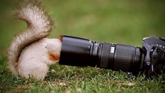 Grass Animals Cameras squirrels