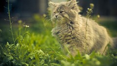 Grass Animals cats