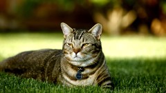 Grass Animals cats