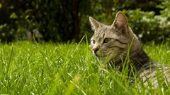 Grass Animals cats