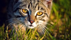 Grass Animals cats