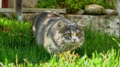 Grass Animals cats