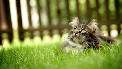 Grass Animals cats depth of field