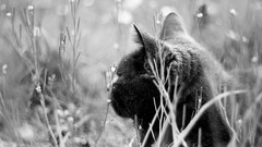 Grass Animals cats grayscale depth of field