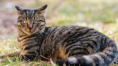 Grass Animals cats green eyes